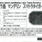 カフェ ランバン:インドネシア スマトラ島 マンデリン スマトラタイガーとスマトラタイガー ブルーアイ