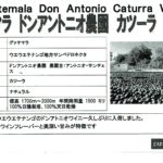 カフェ ランバン:グアテマラ ドン・アントニオ農園 カツーラ ワイニー