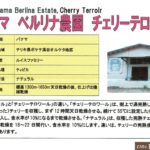 カフェ ランバン:パナマ ベルリナ農園 ティピカ チェリーテロワール
