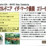 カフェ ランバン ：ニューカレドニア イダ・マーク農園 エリーゼブルー