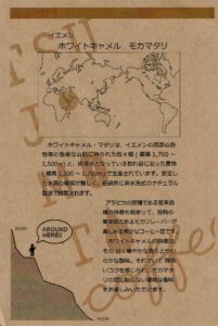辻本珈琲:イエメン ホワイトキャメル モカ・マタリ