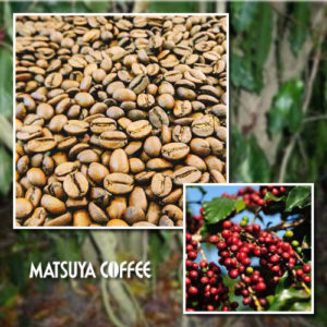 松屋コーヒー本店:ブラジル セルトン農園 百年樹コーヒー