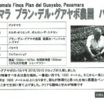 カフェ ランバン:グアテマラ プラン・デル・グアヤボ農園 パカマラ