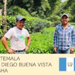 丸美珈琲店:グアテマラ サンディエゴ ブエナビスタ農園 ゲイシャ