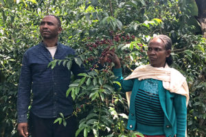 工房 横井珈琲：エチオピア イルガチェフェ テスファエ・ロバ ナチュラル