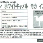 カフェ ランバン:イエメン ホワイトキャメル モカ・イスマイリ
