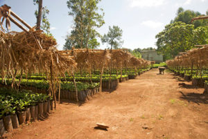 工房 横井珈琲：エチオピア スケ・クト農園