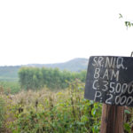 工房 横井珈琲:ブラジル セニョール・ニキーニョ レッド・ブルボン ナチュラル