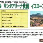カフェ ランバン:ブラジル サンタ・アリーナ農園 イエローブルボン