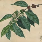 ジョン・エリス(John Ellis)『コーヒーの歴史的記述(An Historical Account of Coffee)』