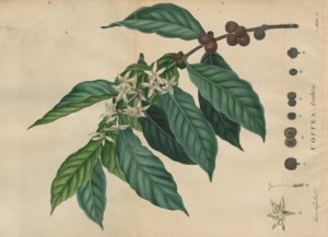 ジョン・エリス(John Ellis)『コーヒーの歴史的記述(An Historical Account of Coffee)』