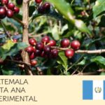 丸美珈琲店:グアテマラ サンタ・アナ農園