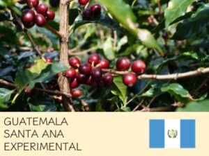 丸美珈琲店：グアテマラ サンタ・アナ農園