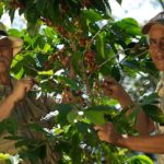 画廊喫茶カフェ・ミ・カーサ:ドミニカ メロ・ハマヤ農園 ティピカ