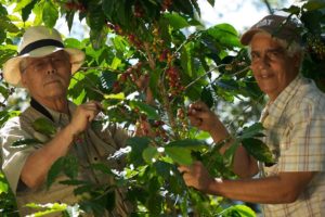 画廊喫茶カフェ・ミ・カーサ:ドミニカ メロ・ハマヤ農園 ティピカ