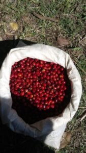 パナマ カフェ・ロハス