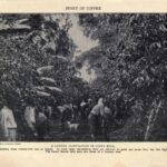 新入生の参考書(The New Student’s Reference Work)「コーヒーの物語(STORY OF COFFEE)」