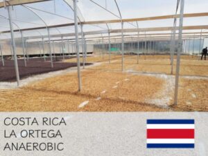 丸美珈琲店:コスタリカ オルティガ農園 アナエロビック