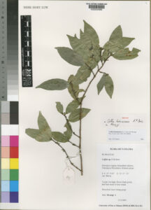 M・R・オコナー『絶滅できない動物たち』のキハンシヒキガエルとタンザニア キハンシエンシス種