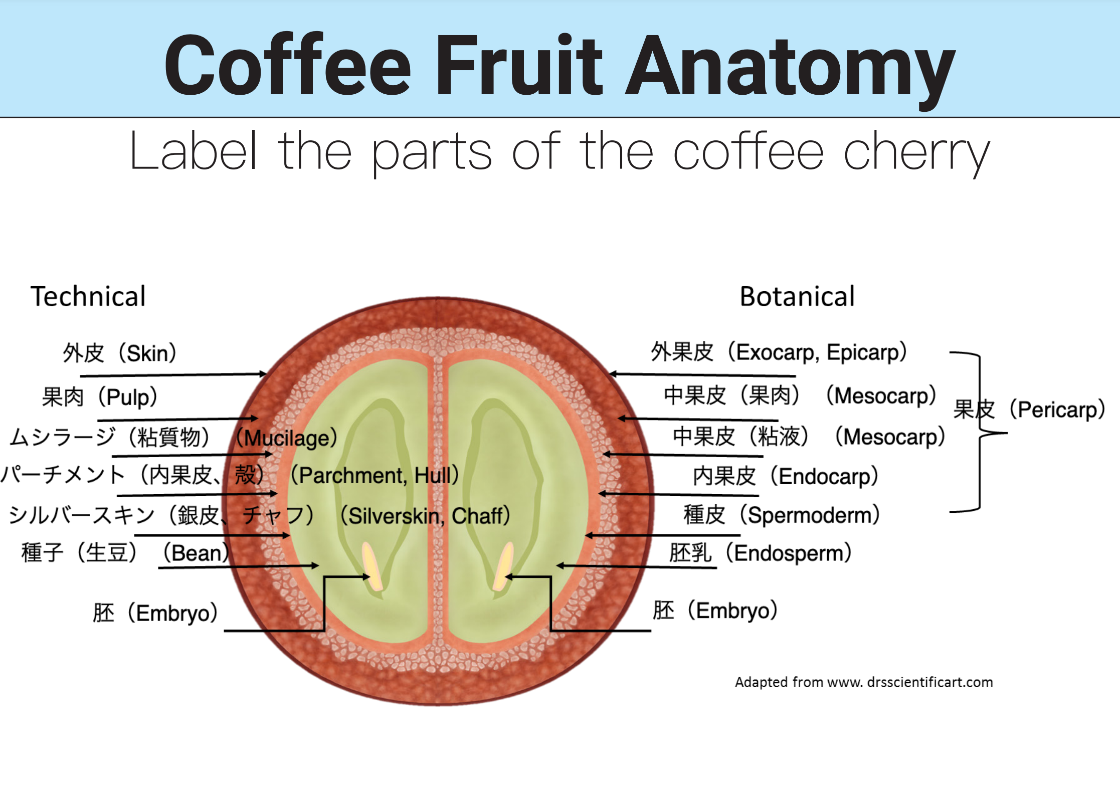 コーヒーの新しい精製方法 ニューナチュラルズ、アナエロビック・ファーメンテーション（嫌気性発酵）、カーボニック・マセレーション