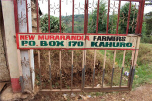 豆ポレポレ：ケニア ムラランディア