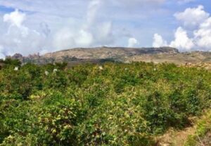 サザコーヒー：イエメン ウェスタン・ハラーズ ジャディ ナチュラル シェバ・コーヒー 2021年 ハラーズ/01