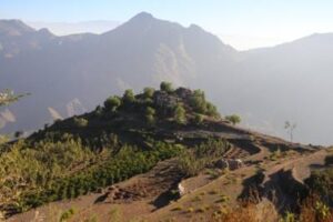 サザコーヒー：イエメン イースタン・ハラーズ・コレクティブ ジャディ ナチュラル シェバ・コーヒー 2021年 ハラーズ/03