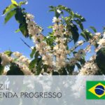 丸美珈琲店:ブラジル プログレッソ農園