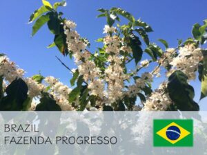 丸美珈琲店：ブラジル プログレッソ農園