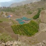 サザコーヒー:イエメン アル・マハ イエロー・ブルボン・コレクティブ ブルボン ナチュラル シェバ・コーヒー 2021年 アル・ハイマ/09