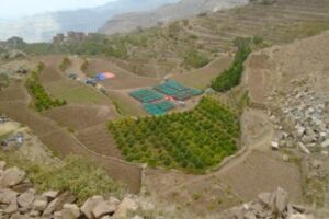 サザコーヒー：イエメン アル・マハ イエロー・ブルボン・コレクティブ ブルボン ナチュラル シェバ・コーヒー 2021年 アル・ハイマ/09