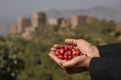 サザコーヒー：イエメン PSC・エクスペリメンタル・ロット ウダイニ アネロビック シェバ・コーヒー 2021年 アル・ハイマ/2A & 2B