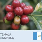 丸美珈琲店：グアテマラ ススピロス農園