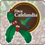 パナマ カフェランディア農園