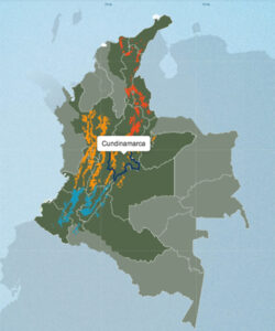コロンビアのコーヒー生産地:クンディナマルカ
