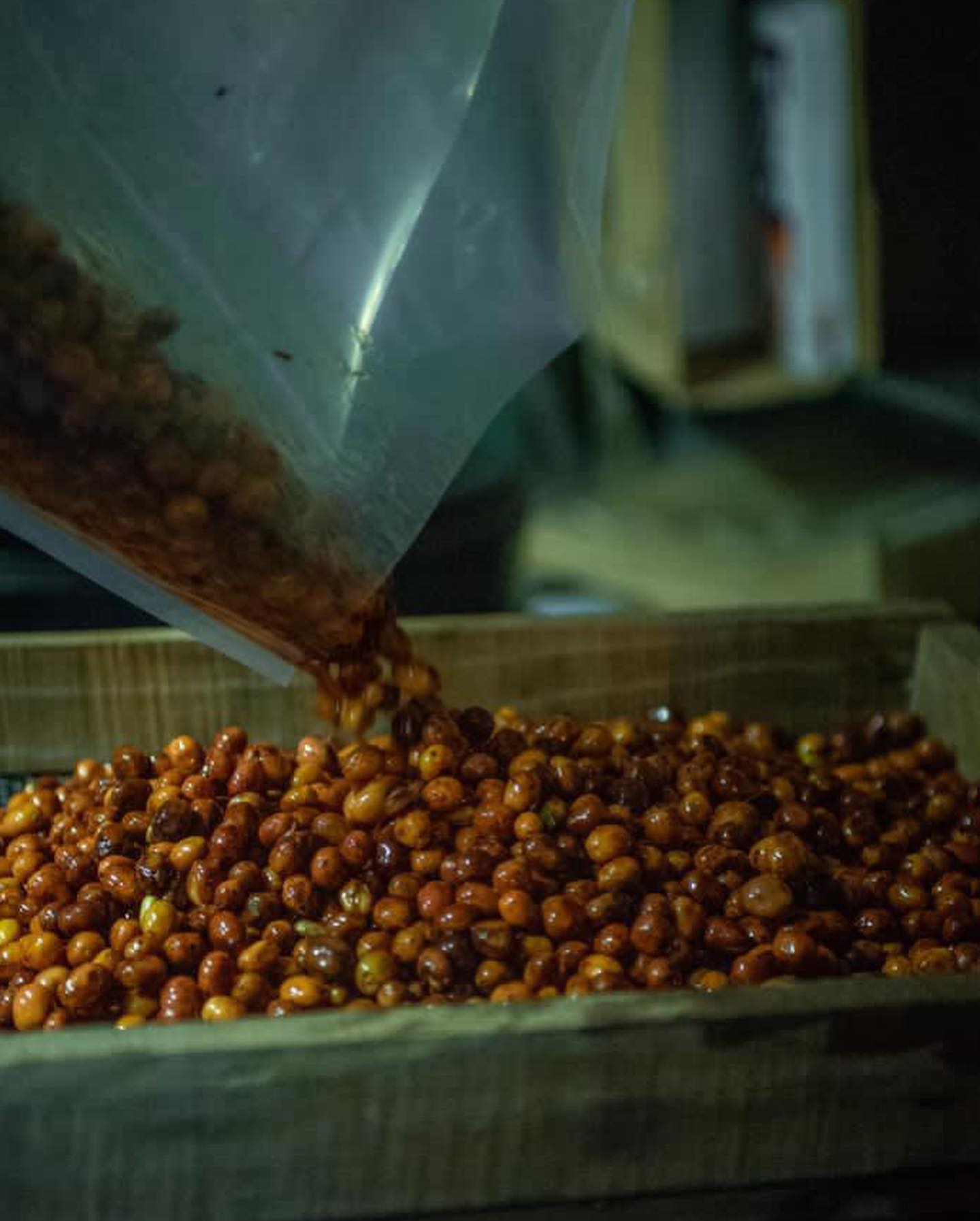 パナマのコーヒーの歴史（６）：精製方法の伝統と革新の対立