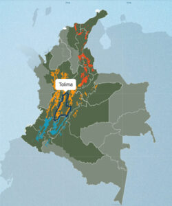 コロンビアのコーヒー生産地：トリマ