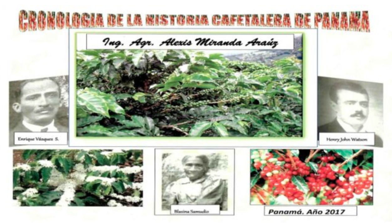 パナマのコーヒーの歴史（４）：農業開発省（MIDA）の国家コーヒー計画とカツーラ、カツアイ、カチモール、ゲイシャの導入