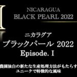 丸美珈琲店:ニカラグア ブラックパール 2022年