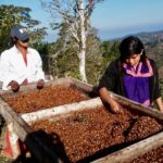 パナマ カリテア農園