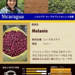 加藤珈琲店：ニカラグア メラニー ニカラグア カップ・オブ・エクセレンス 2021年 11位