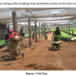 ザンビアのコーヒーの歴史(4):北部州におけるコーヒー栽培が、カテシとンゴリ農園の地元コミュニティと周辺地域に与える社会・経済的影響について