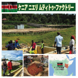 珈房サッポロ珈琲館:ケニア ニエリ ムティトゥ・ファクトリー