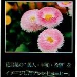 珈房サッポロ珈琲館:デイジーブレンド