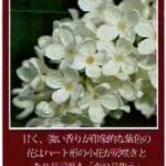 珈房サッポロ珈琲館:ライラックブレンド