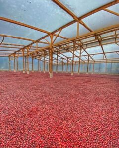 松屋コーヒー本店：グアテマラ エル・インヘルト農園 マラウィ・ゲイシャ EI02-B エキゾチック・コーヒー・オークション 2022年