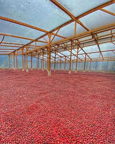 松屋コーヒー本店：グアテマラ エル・インヘルト農園 マラウィ・ゲイシャ EI02-B エキゾチック・コーヒー・オークション 2022年