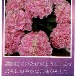 珈房サッポロ珈琲館:紫陽花ブレンド