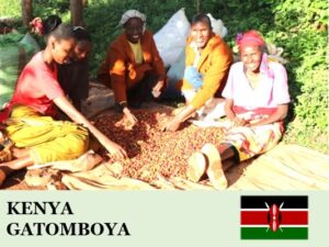 丸美珈琲店:ケニア ガトンボヤ