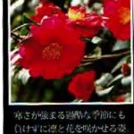 珈房サッポロ珈琲館:山茶花ブレンド
